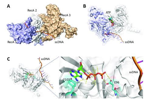 Figure S5 The ATP Binding Site Of RecA Plays A Key Role In The