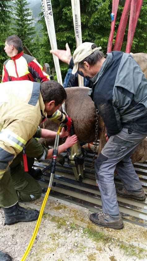 Spektakul Re Tierrettung In Mieming Imst