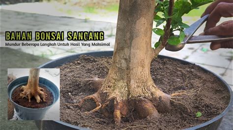 Mundur Ke Belakang Untuk Mencapai Hasil Yang Maksimal Bonsai Sancang