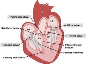 Tricuspid Valve - Definition, Location, Function and Structure