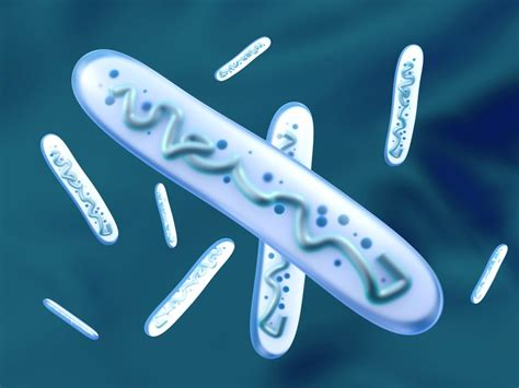 Lactobacillus Structure