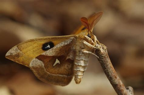 Pin By Phyllis On Dragonfly Dragonfly Insects Butterfly