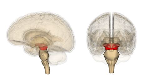 Midbrain | Facts, Anatomy, Functions, Summary & Definition