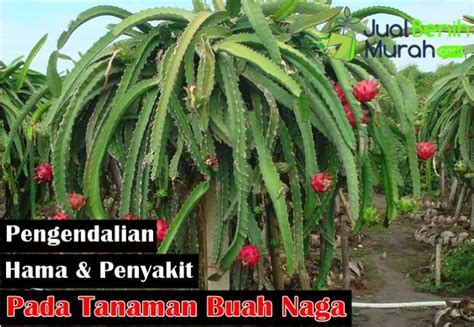 Obat Bercak Pada Tanaman Buah Naga – HolyMayhem.com