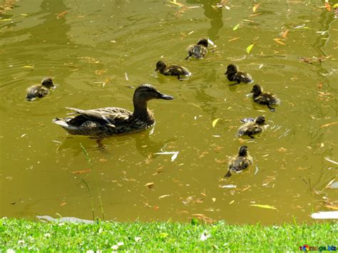 Duck and ducklings in a pond swimming free image - № 54272