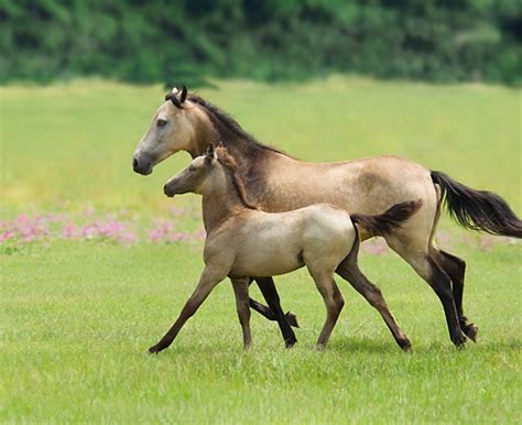 Paso Fino Horse - gallop to discover