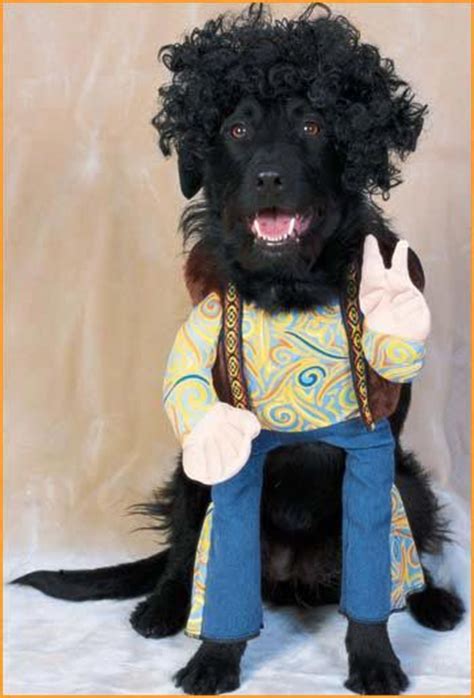 Costumes That Prove Labradors Always Win At Halloween