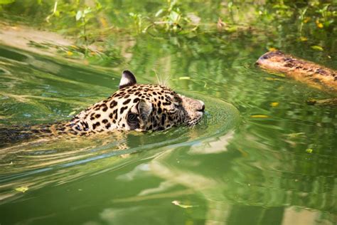 Orange Jaguar Swimming Stock Image Image Of Outside