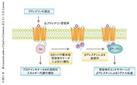 β2アドレナリン受容体を介した慢性的なストレス反応はβアレスチン1とp53のかかわるシグナル伝達によりdna損傷を蓄積する ライフ