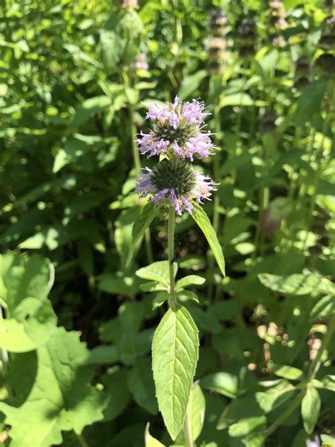 Wisconsin Wildflower | Downy Pagoda-plant | Blephilia ciliata