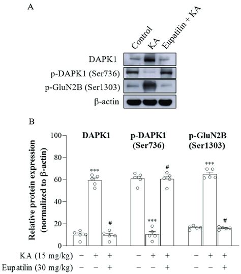 The Effect Of Eupatilin On The Protein Levels Of DAPK1 P DAPK1