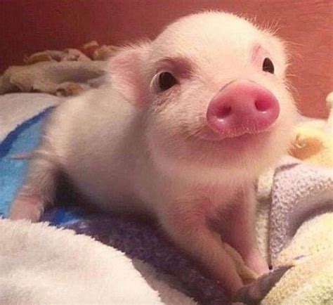 pin  mia staud  adorable pigs  images cute baby animals
