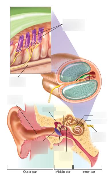 Lecture 7 - Auditory system Diagram | Quizlet