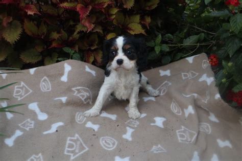 Cavalier Puppies for Sale - Mountain Breeze Puppies