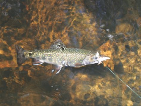 Brook Trout In NYS - Appearance, Habitat, Spawning, Tips