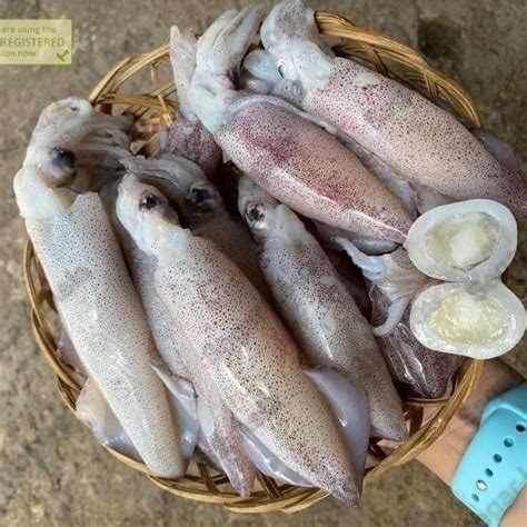 Jual Cumi Telur Cumi Telor Segar Kg Seafood Hasil Laut Segar Shopee