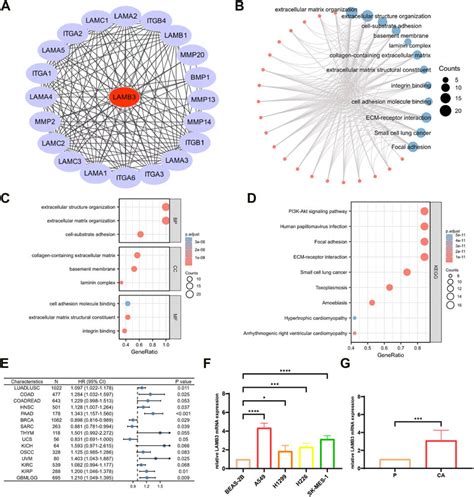 Frontiers Multi Omics Analysis Of Lamb As A Potential Immunological