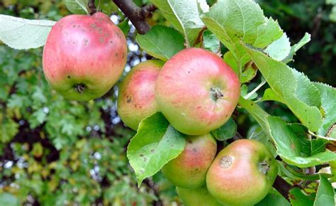 North Fife Bramley Apples