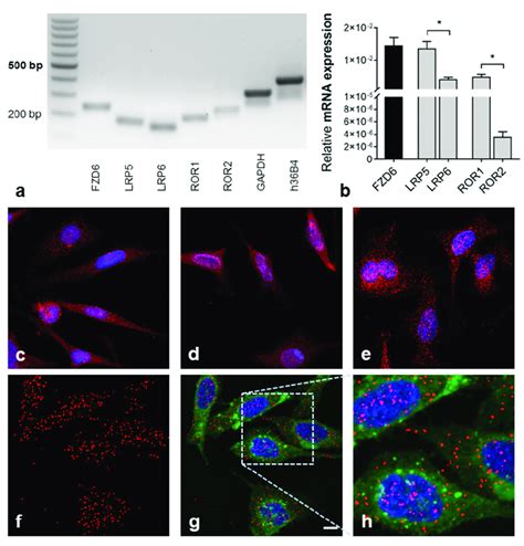 Wnt Co Receptor Expression And Interactions A B Wnt Co Receptor