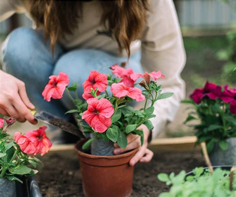 How To Grow Petunias In Pots Expert Tips Homes Gardens