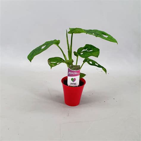 Monstera Obliqua Monkey Leaf Plant Wholesale FlorAccess