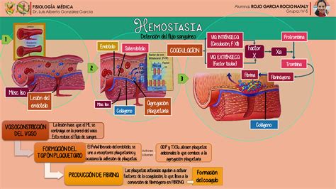 Fisiolog A Rogar Hemoglobina Y Mecanismos De Hemostasia