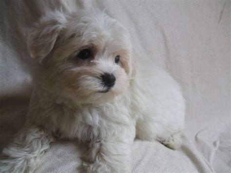 Maltese Puppies For Sale Lansing Mi 176279 Petzlover