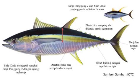 Perbedaan Rasa Ikan Tuna Dan Tongkol