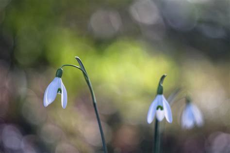 Fondos De Pantalla Luz De Sol Flores Naturaleza Césped Plantas