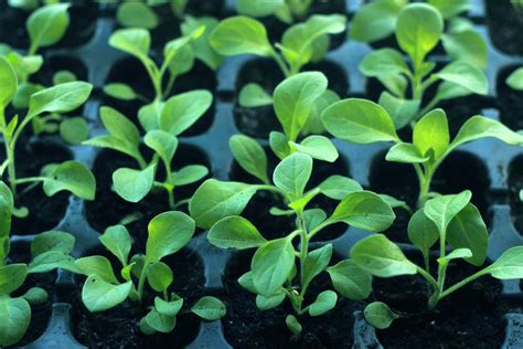 How To Prepare And Manage A Seedling Nursery Mazero Agrifood Company