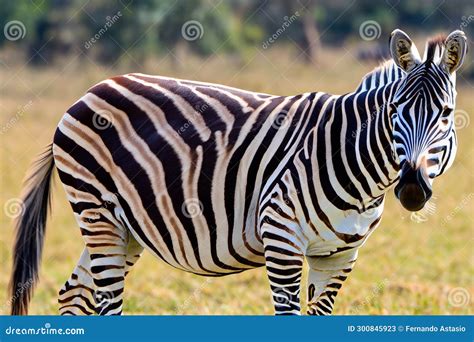 Zebra. Zebra in Natural Grass Habitat, Kenya National Park. Nature ...