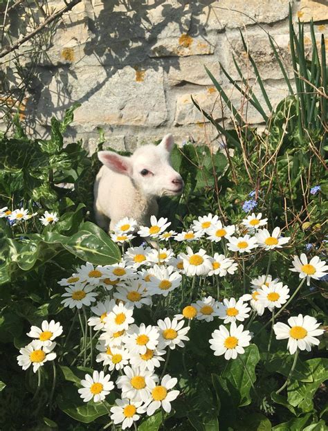 Among the flowers. : sheep