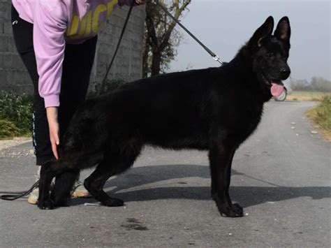 German shepherd dog black Female – Dogs Jelena Dog Shows