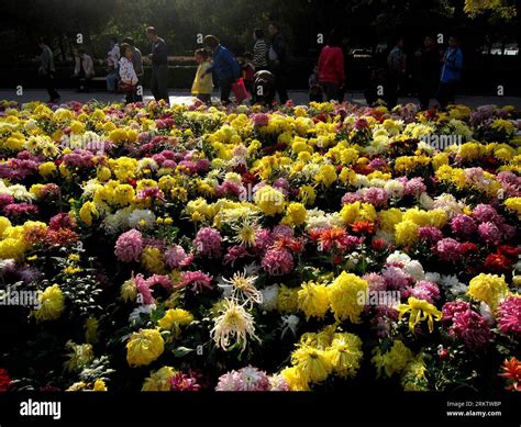 Chrysanthemen Blumen Display Hi Res Stock Photography And Images Alamy