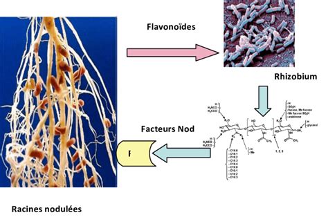 Modalités De Fixation Symbiotique De Lazote Moléculaire N2 Par Les