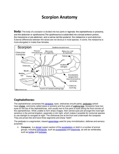 Scorpion Anatomy 1 - Good - Scorpion Anatomy Body: The body of a ...