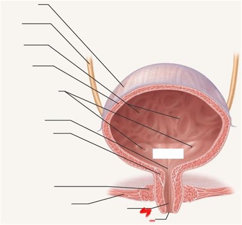 Urethral Orifice Flashcards Quizlet