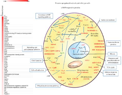 Overview of the cell structure and function. The diagram illustrates ...