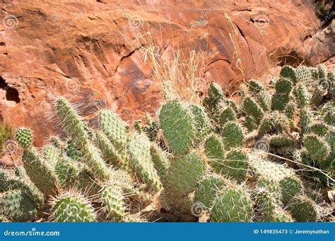 Cactus American Western Desert Landscape Stock Image Image Of Beauty