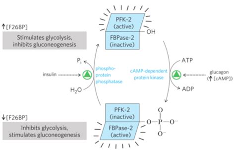 Coordinated Regulation Of Carbohydrate Metabolism Flashcards Quizlet