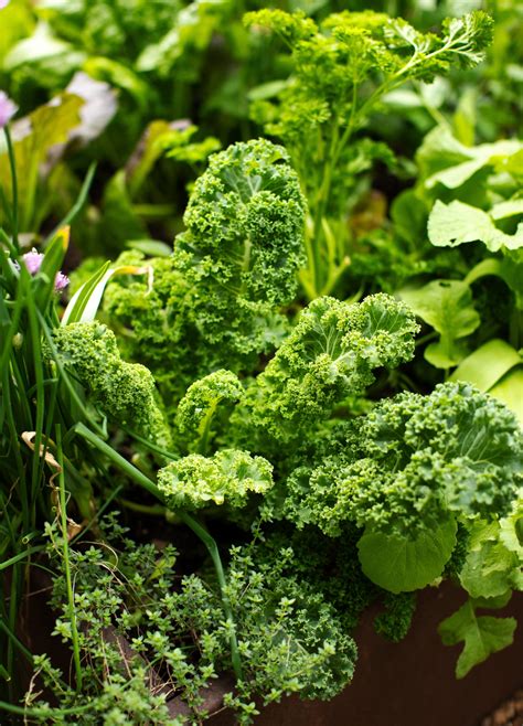 The Best Companion Plants For Kale In An Organic Kitchen Garden Gardenary