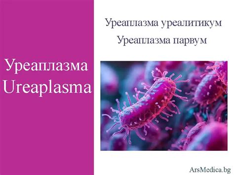 Уреаплазма парвум и уреалитикум - как става заразяването? | ArsMedica.bg