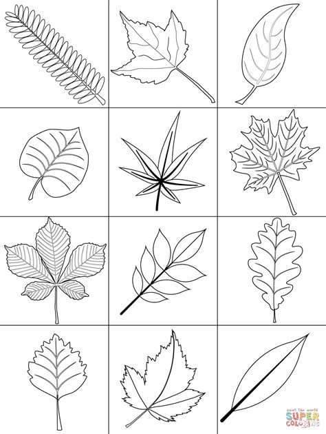 Autumn Leaves coloring page | Free Printable Coloring Pages