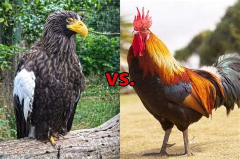 Eagle Vs Chicken Who Would Win Power Comparison 2023