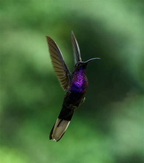 Beautiful Purple Hummingbirds