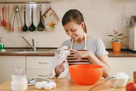 The Best Homemade Cat Food For Your Feline Our Top Recipes