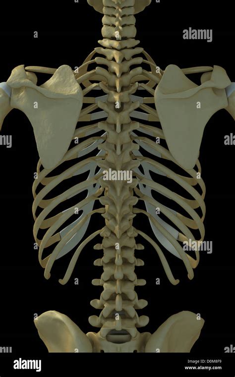 Descripci N General Del Dorso Y La Columna Vertebral Enfermer A