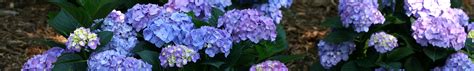 Flowering Shrubs | Bluestone Perennials