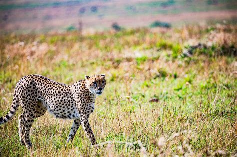 Cheetah Cub Feline Free Photo On Pixabay Pixabay