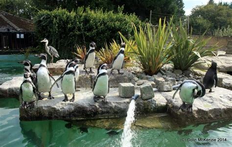 Birdworld The Blue Bell Inn Emsworth